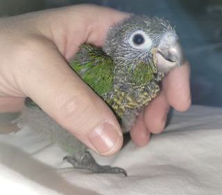 miniature