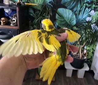 miniature
