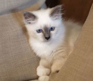 miniature