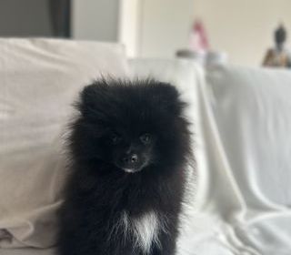 miniature