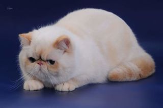 miniature