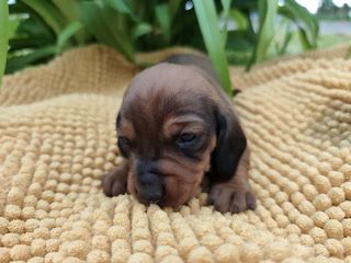 miniature