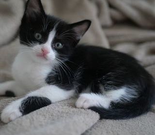 miniature
