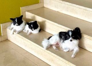 miniature