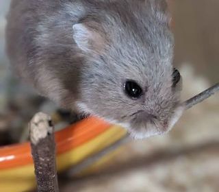 miniature
