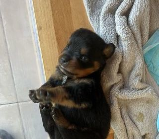 miniature