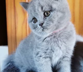 miniature
