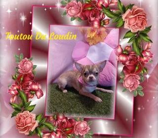 miniature