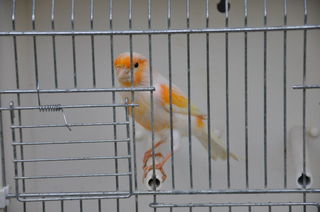 miniature