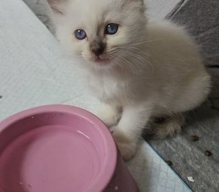 miniature