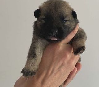 miniature