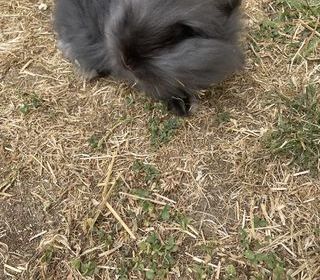miniature