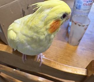 miniature