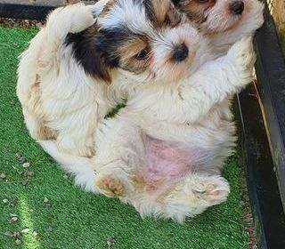 miniature