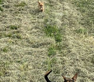 miniature