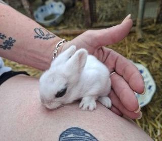 miniature