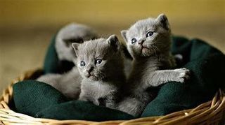 miniature