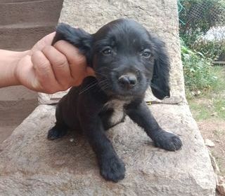 miniature