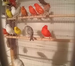 miniature