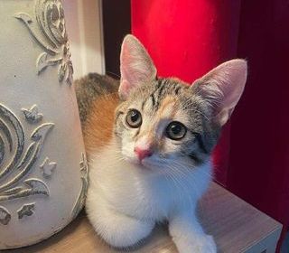 miniature