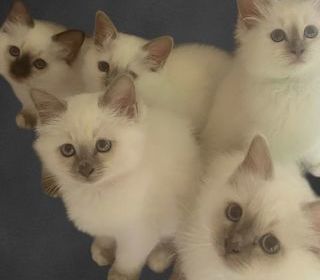 miniature