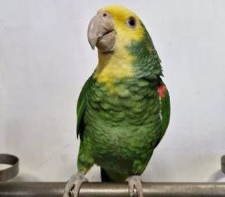 miniature