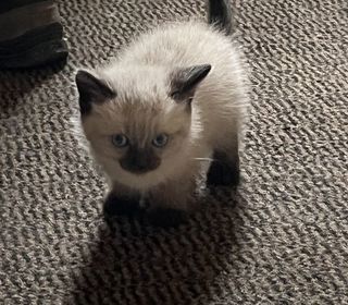 miniature