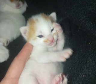 miniature