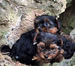 miniature