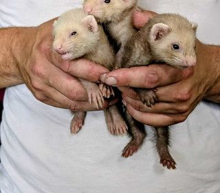 miniature