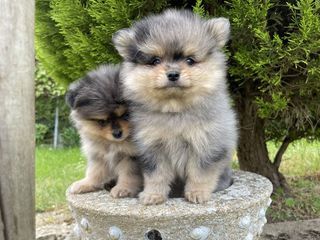 miniature