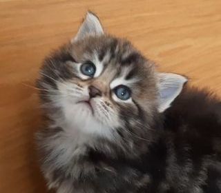miniature