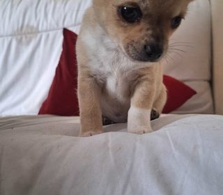 miniature