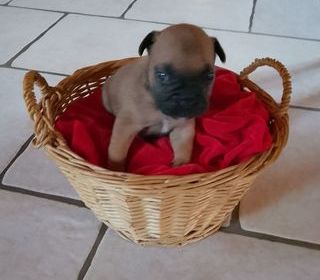 miniature