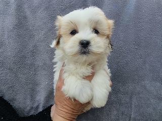 miniature