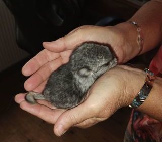 miniature