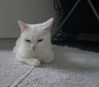 miniature