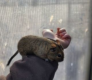miniature