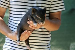 miniature