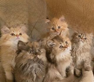 miniature