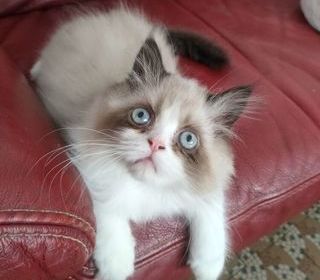 miniature