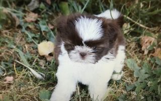 miniature