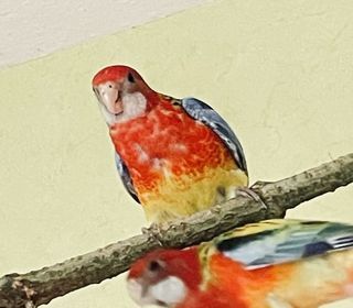 miniature