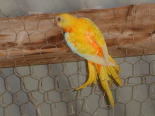 miniature