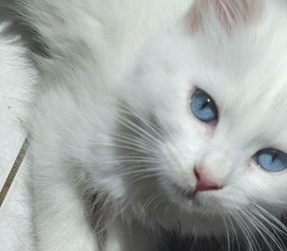 miniature