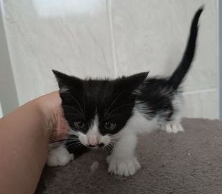miniature