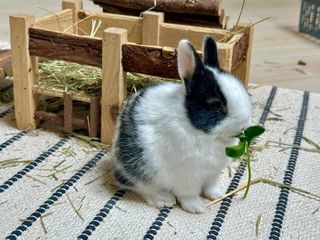 miniature