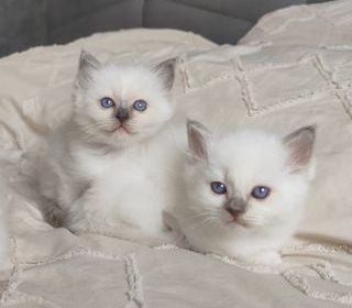 miniature
