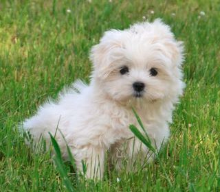 miniature