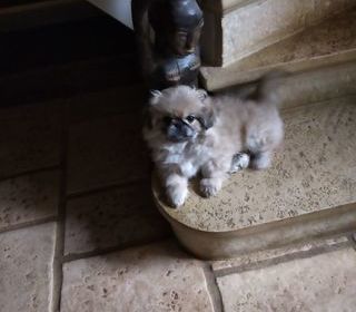 miniature